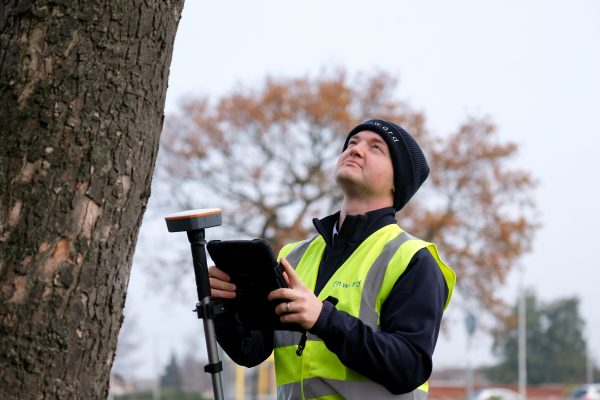 Onward staff member from environmental services team looking at a tree